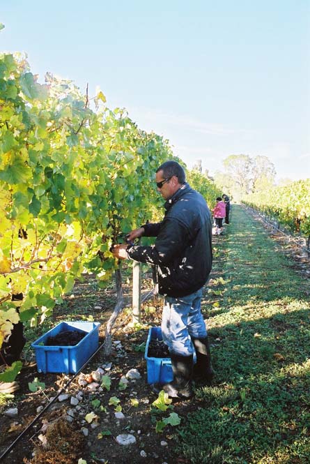 VineSmart - New Zealand Vineyard, Winery, Home, and Olive Grove For Sale - Marlborough, South Island, New Zealand  - Wine Real Estate